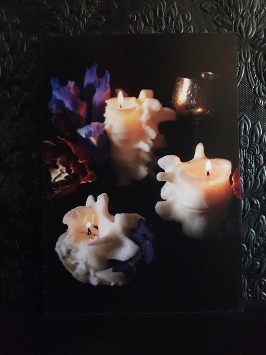 Vertebrae Collection A5 Print