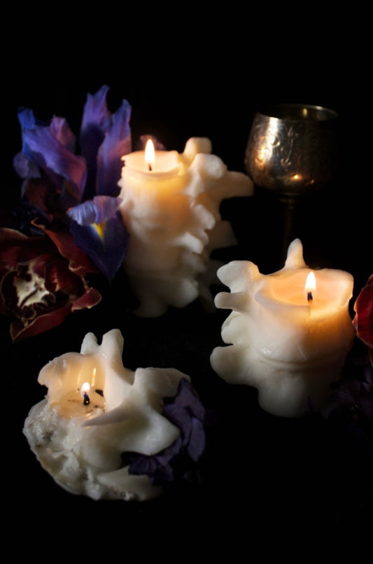 Vertebrae Collection A5 Print